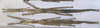 CollectionObject 1557414; 3d8abd3b-1899-4d21-bd21-afa4fcb0ad32: copyright MRAC, Tervuren. females, dorsal view (syntypes). (CollectionObject).
