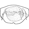 Ovipositor on Elginus saltus (Naudé, 1926): Sternite VII. (Observation).