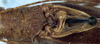 CollectionObject 1531744; a13053fe-fd9c-4fd1-b3c0-1f708b86f2bd: male pronotum and stridulatory area, dorsal view (holotype). (CollectionObject).