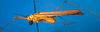 CollectionObject 1502847; fc419500-ed9a-4951-8987-fea5524948cd, DORSA BTstedilS03: female, lateral view (paralectotype). (CollectionObject).