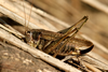 FieldOccurrence 685; 7333545e-ed95-434b-98eb-a7830f28d5b8; Eberfirst, 2025/09/10: female. (FieldOccurrence).