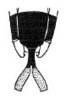 Tympanophyllum (Tympanophyllum) arcufolium (Haan, 1843): Pl. 2, Fig. 10. male abdomen tip, ventral view. (Otu).