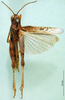 CollectionObject 1589443; 5a208cea-fe6d-41a9-b6fc-f9ece1582c59: male, dorsal view (paralectotype). (CollectionObject).