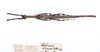 CollectionObject 1562118; e63fd785-ce1d-4a1c-a223-a7075ab3c1e4: copyright ZMUH, Hamburg. male, dorsal view (syntype). (CollectionObject).