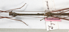CollectionObject 1557365; NMW 646, 0392c4db-07d2-482a-83b6-0a62e65d4185: copyright NMW, Vienna. male: head & thorax, dorsal view (holotype). (CollectionObject).