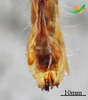 CollectionObject 2273001; 18094257-ca7a-4177-8444-bc9707923d41, Unioeste Cascavel K-1255: Female, terminalia dorsal view. (CollectionObject).