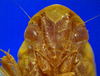 Head on Carapona vulta (DeLong & Freytag, 1975): Male [DZRJ]: head, ventral view. (Observation).