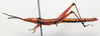 CollectionObject 1540727; 010ea472-90a9-4351-976d-5b3b3fd771f7: male, lateral view (holotype). (CollectionObject).