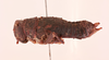 CollectionObject 1496483; 384a42f6-68d2-4fda-bc4c-48de7e240ce1, NHMUK015982316: female, lateral view (paralectotype). (CollectionObject).