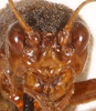 CollectionObject 1523681; 81694062-b2b5-4d88-8082-d8b49849267e, ANSP1114: female, frontal head (holotype). (CollectionObject).