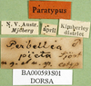 CollectionObject 1580259; 34a4494c-3520-4ade-8c14-b2f39d54fe78: labels (paralectotype). (CollectionObject).