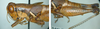 Melanoplus flabellatus (Scudder, 1878): male. (Otu).