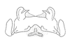 Teinophaus saussurei Bruner, 1908: Fig. 17. epiphallus, dorsal view. (Otu).