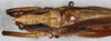 CollectionObject 1564281; 0ea3a610-1413-4230-96a9-e78539a76247: male, dorsal view. (CollectionObject).
