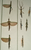 CollectionObject 1560769; NMW 1123', e743d704-5199-4b03-b7e2-68733085c6d1: copyright NMW, Vienna. male and female (syntypes). (CollectionObject).
