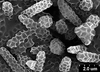 Brochosomes: CR782 | U.S.A., Arizona, Mojave Co., Dolan Springs, Rakitov R. [#02-71], 10-VIII-2002 | INHS. (Observation).