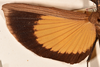 CollectionObject 1562151; 839707dd-c54e-4102-8fea-df0ef587d043: copyright UMO. female, wing (holotype). (CollectionObject).