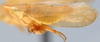 Habitus, lateral view on Twiningia Ball, 1931: Twiningia blanda, lateral habitus (OSUC). (Observation).