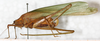 CollectionObject 1532204; NMW 9971, 2a9ef488-dc70-4c77-a916-248b4be88212: female, lateral view (holotype). (CollectionObject).
