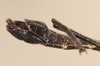 CollectionObject 1560955; NMW 154', a7804018-a12b-44a7-9355-1e5635a04b99: copyright NMW, Vienna. male: end of abdomen, dorsal view (syntype). (CollectionObject).
