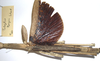CollectionObject 1557407; 986988c8-bd6c-4d77-9865-31dcdbb0b6ea: copyright MRAC, Tervuren. female: thorax, dorsal view (holotype). (CollectionObject).