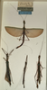 CollectionObject 1560603; b367d0f8-7f0d-4264-8fe6-e26b1bb3f937: copyright NHMW, Vienna. male & female (syntypes). (CollectionObject).;CollectionObject 1560604; c85f061d-e260-4d19-ab39-d9156e15ab63: copyright NHMW, Vienna. male & female (syntypes). (CollectionObject).