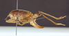 CollectionObject 1583438; 4d8afb56-6d08-46ed-b5db-3882ac1c8803: female, lateral view (paratype). (CollectionObject).