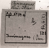 CollectionObject 1565616; 6aea00df-0956-47ef-942b-22d804b18a59: Image C.S. Carbonell. labels (syntype). (CollectionObject).