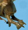 CollectionObject 1533195; 5997e835-0921-4607-a8de-f64ccfffb1e4: male cerci (holotype). (CollectionObject).