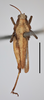 male, dorsal view, scale bar 5 mm (syntype of Acridium pallescens). Depicts CollectionObject 1596013; 64e54b35-327c-4325-8a09-10d71cf58693, MZLU178066, a CollectionObject.