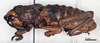 CollectionObject 1578583; d9594c4b-e1ba-40f7-b6b8-f758e6dd046a: male, lateral view (paralectotype). (CollectionObject).