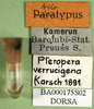 CollectionObject 1502801; 9d8b4927-82bb-4ba5-812b-5efa5c3050ae, DORSA BA000175S02: labels (paralectotype). (CollectionObject).