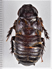 CollectionObject 1618748; 4fc3225e-0ec1-4590-985d-7a2981cf4c64: (CollectionObject).