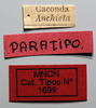 CollectionObject 1578633; f60fb00e-ecf2-4b36-860a-fe3342d1a774: female, labels (paralectotype). (CollectionObject).