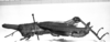 CollectionObject 1518647; 7d7b6bb2-6f52-4b1b-b281-e5a6304efe06, NHMUK015982236: female, lateral view (holotype). (CollectionObject).
