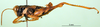 CollectionObject 1501641; 4163fa9f-720f-4d50-8226-ab3f4dae69fe: male, lateral view (syntype). (CollectionObject).