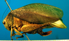 CollectionObject 1501765; 26145a67-7ba7-49dd-99e5-da8529691450: female, lateral view (paralectotype). (CollectionObject).