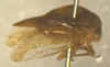 Habitus, lateral view: !! display not done !! on Grandolobus vittatipennis (Fowler, 1896): (Observation).