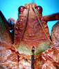 CollectionObject 1500714; 8e224ad7-26df-410c-ad88-0484a6231b55: female head and pronotum, dorsal view (holotype). (CollectionObject).