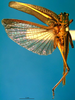 CollectionObject 1500586; 14a52cef-cf81-4732-8221-9f3b2e1ef18f, DORSA BTpoestrS02: male, dorsal view (syntype). (CollectionObject).