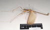 CollectionObject 1590160; f26e54d3-06f5-4eac-91a1-e629f092c270: copyright Natural History Museum, London. male of synonym Ignacia appendiculata, lateral view (syntype). (CollectionObject).