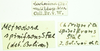 CollectionObject 1532929; bd45044c-377f-4903-9dcb-092866d5a0c3: male, labels (no type). (CollectionObject).