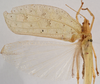 CollectionObject 1534512; 842047bc-5655-42f1-9183-1c35a98ac27f: male, dorsal view (syntype). (CollectionObject).