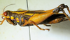 CollectionObject 1498828; 1783afad-7590-4bb1-b9be-3e5e70c2c749: 2012. female, lateral view. (CollectionObject).
