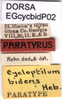 labels (paratype). Depicts CollectionObject 1579404; 6af03be4-fdaf-46e2-9010-33b152b20f78, a CollectionObject.