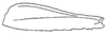 Callimenellus beybienkoi Gorochov & Voltshenkova, 2005: Fig. 36. hind femur. (Otu).