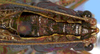 Subria sylvestris Naskrecki & Morris, 2000: male head and pronotum, dorsal view (Costa Rica, Heredia Prov., La Selva). (Otu).