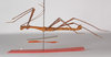 CollectionObject 1560242; b69455ee-d724-4e9a-9cfd-f61fb8882596: copyright ZMB, Berlin. male, lateral view (holotype). (CollectionObject).