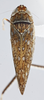 Habitus, dorsal view: !! display not done !! on Scaphytopius n. sp. 8: Scaphytopius Ball, 1931: (Observation).