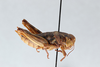 CollectionObject 2869233; CNCI 1013574, beb3d203-549b-4009-83b0-a04c5639c37a: Asemoplus montanus. (CollectionObject).
